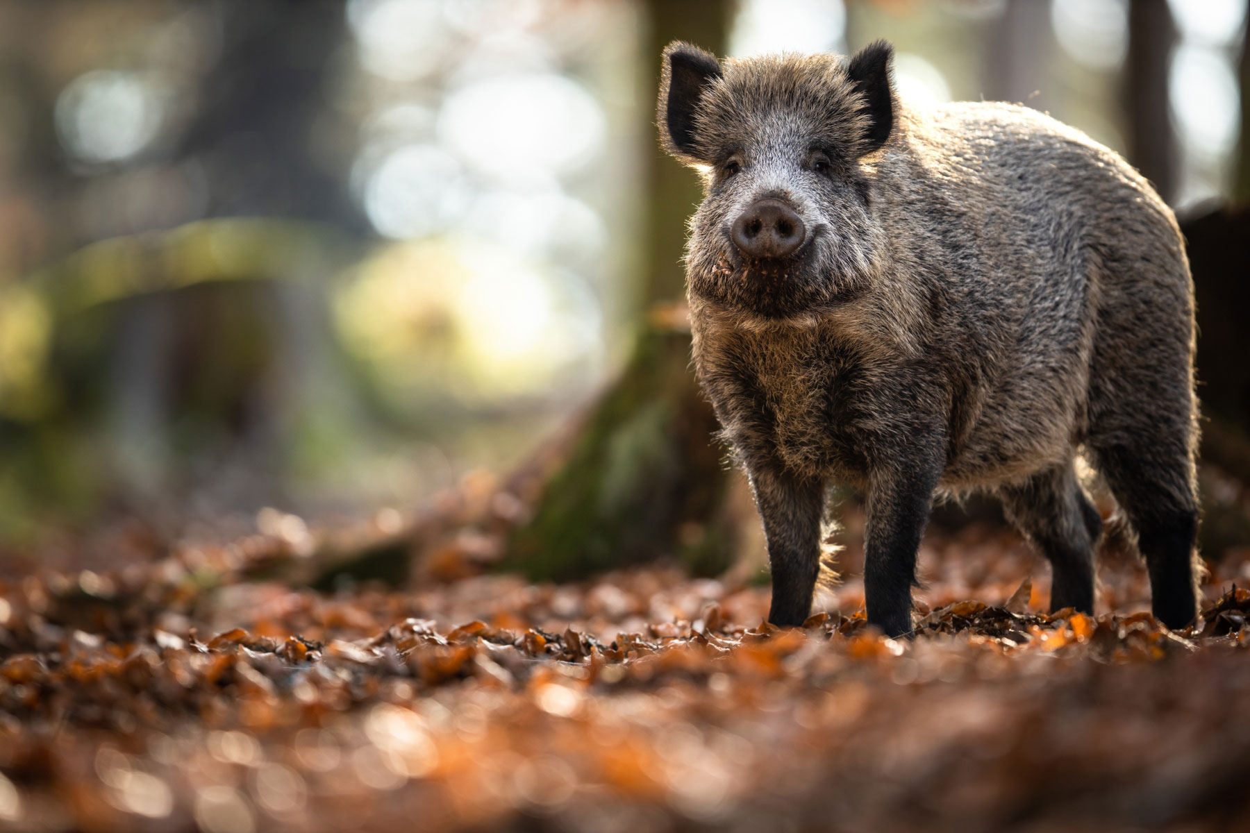 52392wild-swine