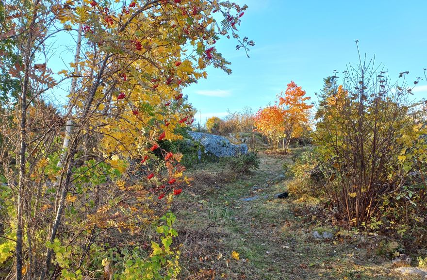 Öregrund slyröjning med naturvårdshänsyn.jpg